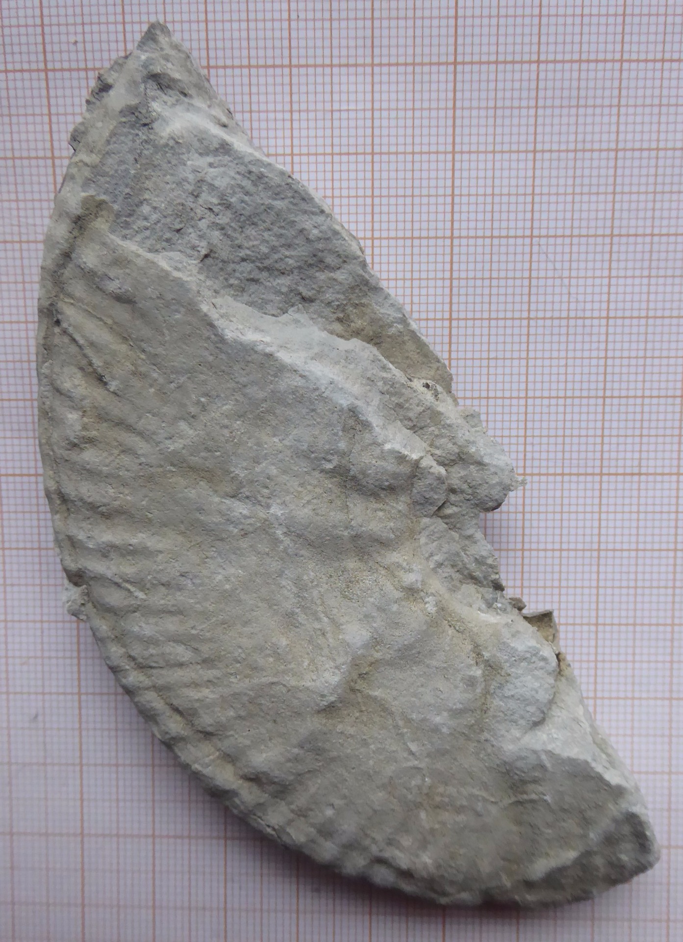 Tréminis trievesfossilesetmineraux